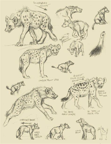 Hyena Drawing Reference And Sketches For Artists