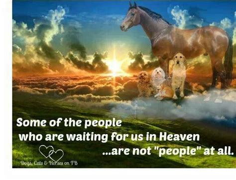 Now we have a working database and webpages to add, remove, edit, and view the details of pets contained within. So many of my babies | Dogs, Pet loss grief, Dog love