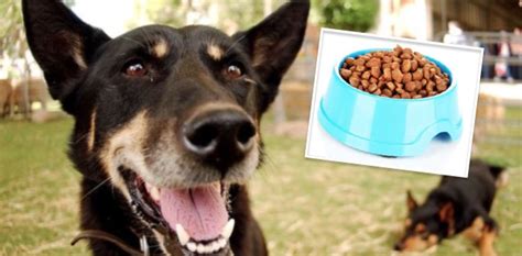 So the price of euthanasia will also depend on the type of drugs used and how deciding to euthanize a loved dog or cat can be quite a hard decision to make. SHOCK RECALL: FDA Says Drug Used To Euthanize Dogs FOUND ...