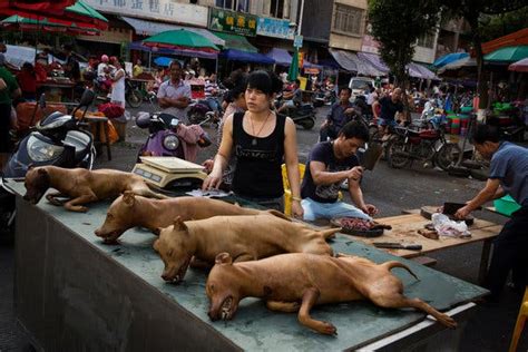 Chinese City Defends Dog Meat Festival Despite Scorn The New York Times