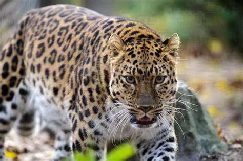 Amur Leopard Facts Diet Habitat Why They Are Endangered