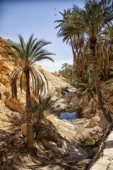 Chebika Tunisia Deserts Of The World Tunisia Beautiful Nature