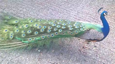 Павлины танец #peacock #peacocks #павлин #павлины #аскания #асканиянова #bird #birds #birdwatcher #birdsinging #songbird #songbirds #naturesounds #relax #пениептиц. Beautiful Peacock opening feathers - YouTube