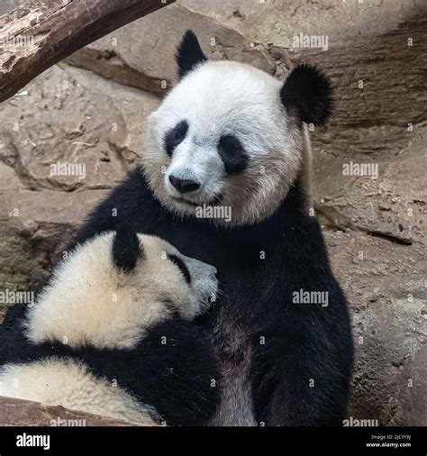 Giant Pandas Bear Pandas Baby Panda And Her Mom Hugging Each Other