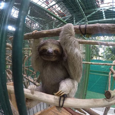 Sloth Sanctuary Of Costa Rica Cahuita 2021 All You Need To Know