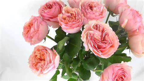 Salmanazar Garden Rose