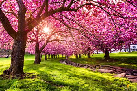 10 Interesting Facts About Cherry Blossoms You Didn T Know Farmers Almanac Plan Your Day