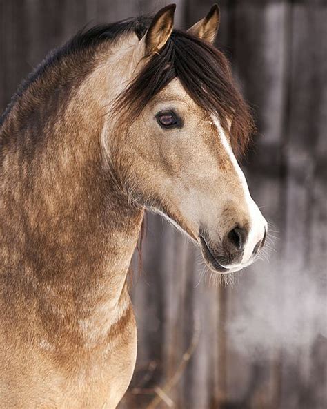 Welsh Cob Stallion Avg Sized Horse Itty Bitty Little Face Beautiful
