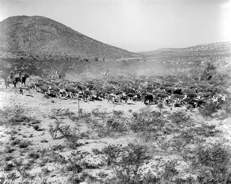 Cowboys Herding Cattle On The San Carlos Apache Indian Reservation