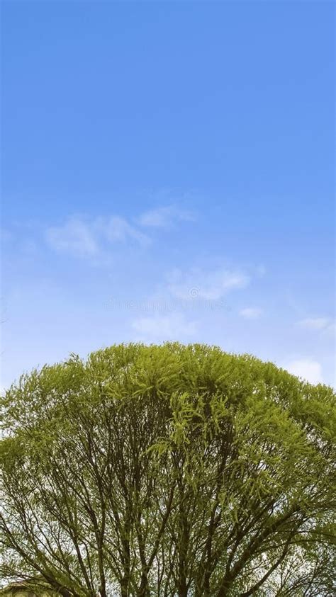 Vertical Frame Towering Tree With Lush Green Leaves Against Blue Sky