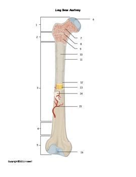 They are one of five types of bones: Long Bone Anatomy Quiz or Worksheet | Anatomy bones ...