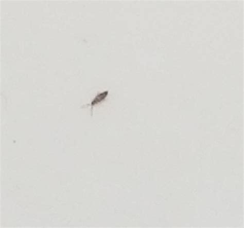 I have a pest control service that comes out once every other month and has been here 3 times in the last 30 days and i still have. Identifying Small Brown Bugs? | ThriftyFun