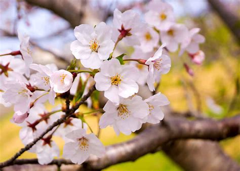 Like we did when spring began. Japan's Weather & Four Seasons: All about the climate of ...