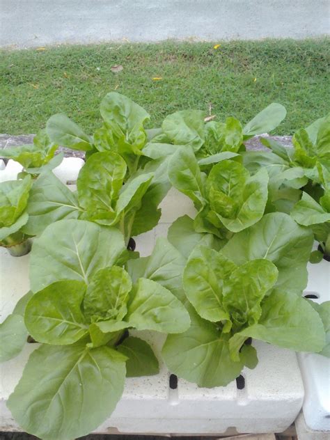 Check spelling or type a new query. ReyvAndy Farm: Sistem yang Dapat Diterapkan dalam Bertanam ...