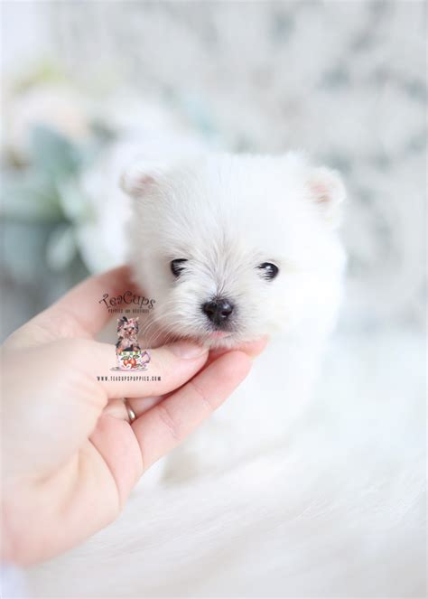 Designer Breed Puppies Florida Teacup Puppies And Boutique
