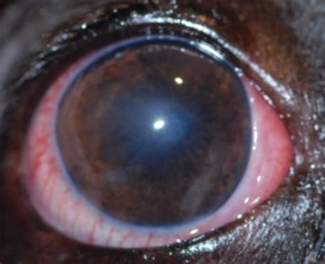 For cats, eye irritants can include strong fragrances, such as perfume, cleaning chemicals, tobacco ulcers that go deep into the eye may require surgery. Veterinary ophthalmologist in Montreal | Medication for ...