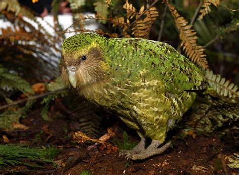 Kakapo Kakapo Parrot Kakapo Parrot