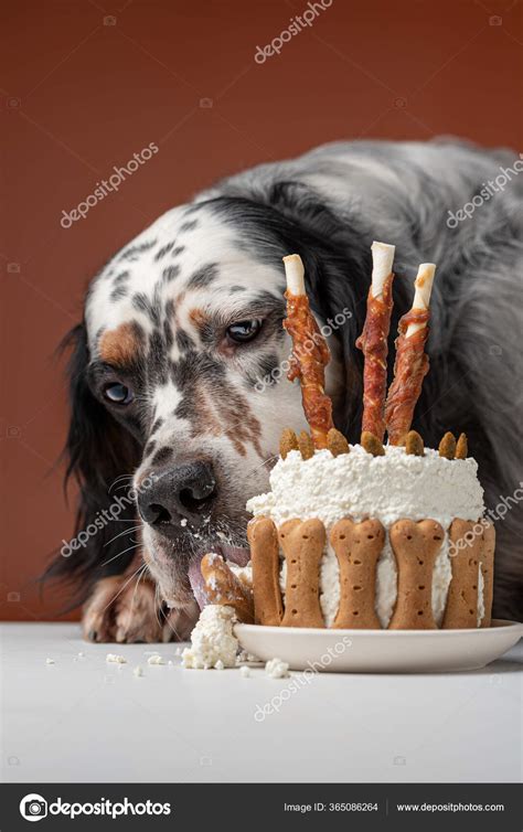 Dog Eating Birthday Cake Stock Photo By ©adikatz 365086264