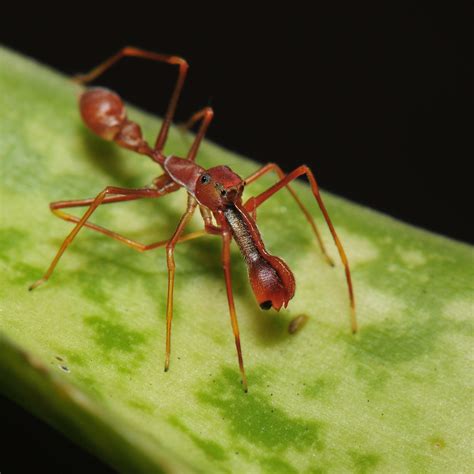 Mansam Darkroom Ant Mimic Spider