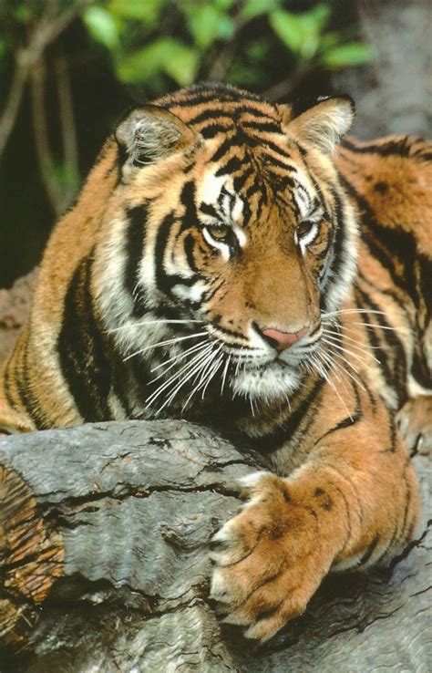 My Favorite Disney Postcards Animal Kingdom 5 Tiger