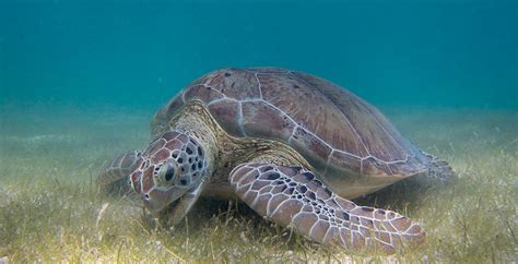United Nations Urged To Take Action To Protect Endangered Sea Turtles
