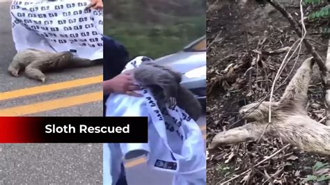 Watch Stranger Helps A Sloth To Cross The Road Amazing But True Times Of India Videos