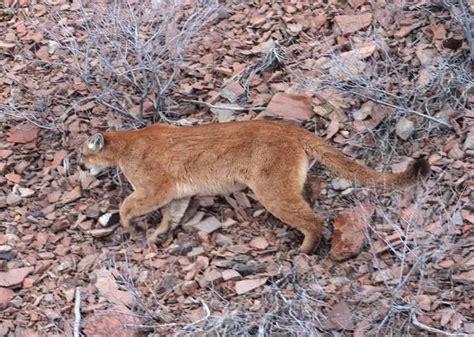 Long Odds Confront Those Hunting Cougar That Killed Oregon Hiker Jefferson Public Radio
