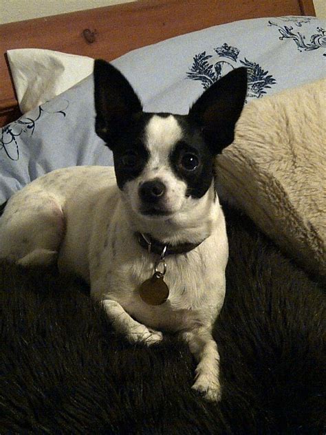 Chihuahua Rat Terrier Mix Pets Lovers