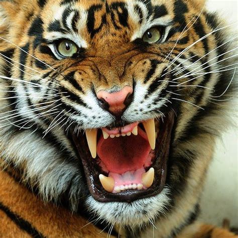 One Pic Angry Tiger Face Angry Tiger Tiger Face Tiger Photography