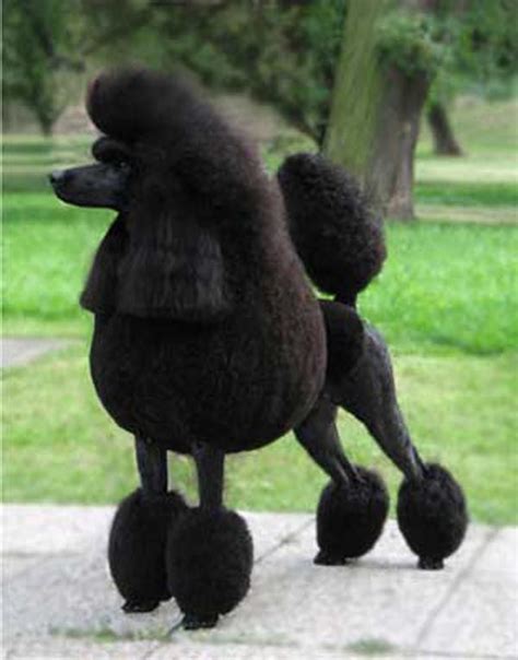 15 Poodles With Better Hairstyles Than You Toy Dog Breeds Pets Dog