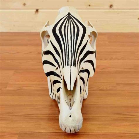 Painted Zebra Skull Sw9068 Skulls For Sale Painted Animal Skulls