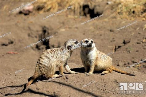 Meerkats Suricata Suricatta Pair Social Behavior Little Karoo