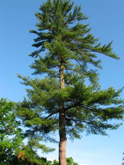 Eastern White Pine Pinus Strobus Tree Facts Habitat Pictures Artofit