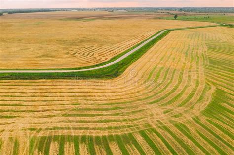 Aerial View Of Rural Landscape Natural Green And Yellow Field With