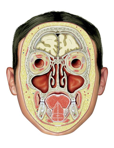 Paranasal Sinuses Photograph By Asklepios Medical Atlas Pixels Merch
