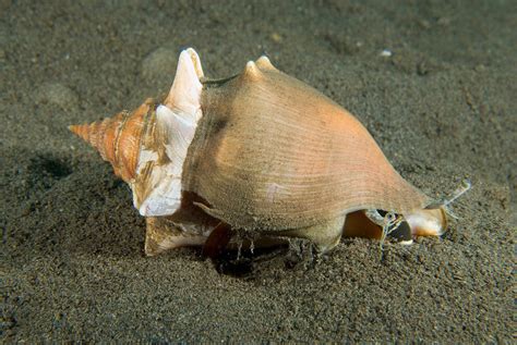 Florida Fighting Conch Strombus Alatus Photograph By Andrew J Martinez