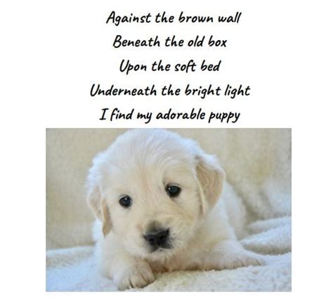 My Preposition Poem Adorable Puppy Desirees Eportfolio