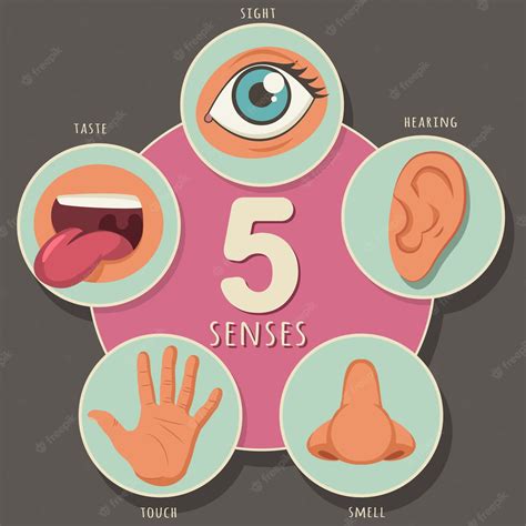 Cinco Sentidos De Un Ser Humano Vista Oído Olfato Gusto Y Tacto