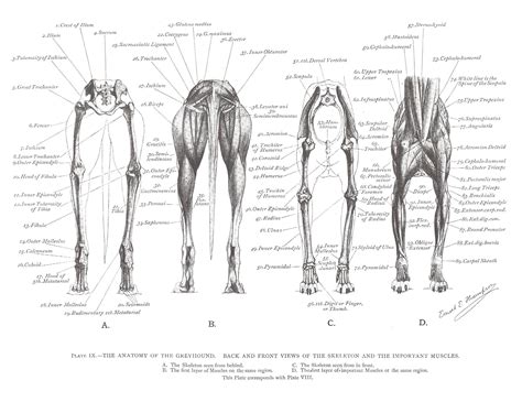 Footdrop is a clinical sign indicating paralysis of the muscles in the anterior compartment of the leg. Greyhound Anatomy Diagram - Back and Front Views of the ...