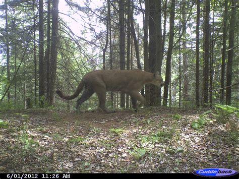 Cougar Photographed By Michigan Trail Cam Suggests Resident Population