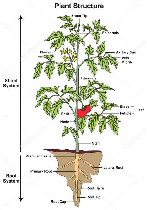 Picture A Plant And Its Parts Plant Structure Infographic Diagram Including All Parts Shoot