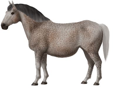 horse breeds tokara horse world