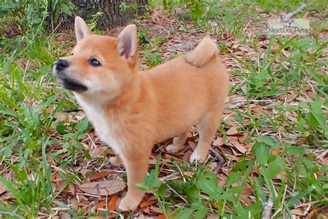 Buy shiba inu on 29 exchanges with 34 markets and $ 1.96b daily trade volume. Mini Litter Due: Shiba Inu puppy for sale near Orlando ...