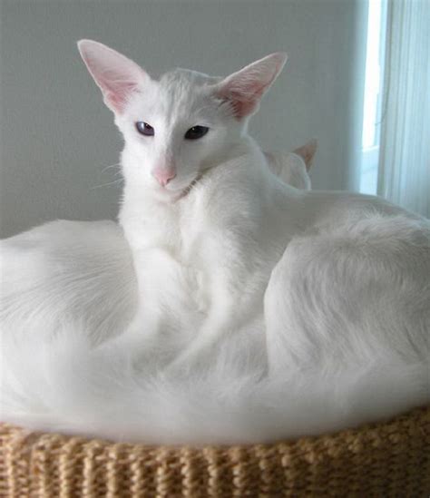 13 Best Balinese Cats Images On Pinterest Kitty Cats Balinese And