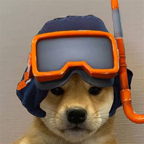 ᴅᴏɢ ɪɴsɪᴅᴇ ᴛʜᴇ ɢᴀɴɢ🐶 On Instagram Dogwifhatgang Dogwifhat In 2020 Famous Dogs Doggy