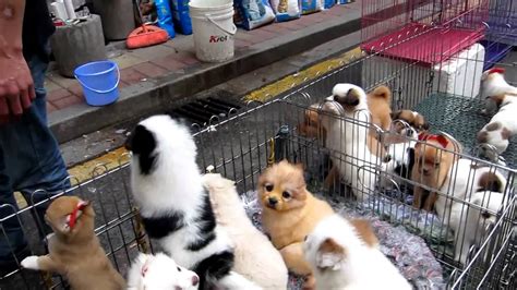 Everyone knows that a house isn't a home until you have a few extra friends to. Jay and Sharon - Guangzhou - Pet Market - YouTube