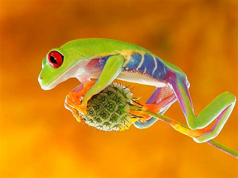 Download high resolution desktop wallpapers and images. Free High-Definition Wallpapers: Colorful Frog wallpapers ...