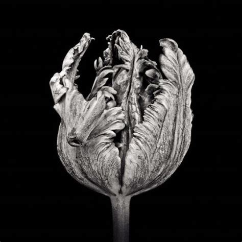 Black Parrot Tulip Ii Ptl007 By Paul Coghlin Rise Art Contemporary