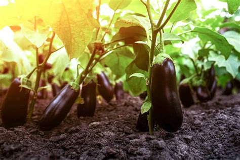 How To Grow Eggplant Your Complete Guide Az Animals