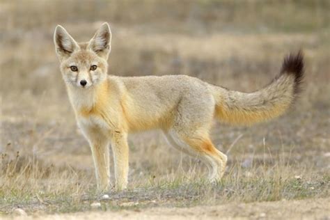 Kit Fox Utah Mammals ·
